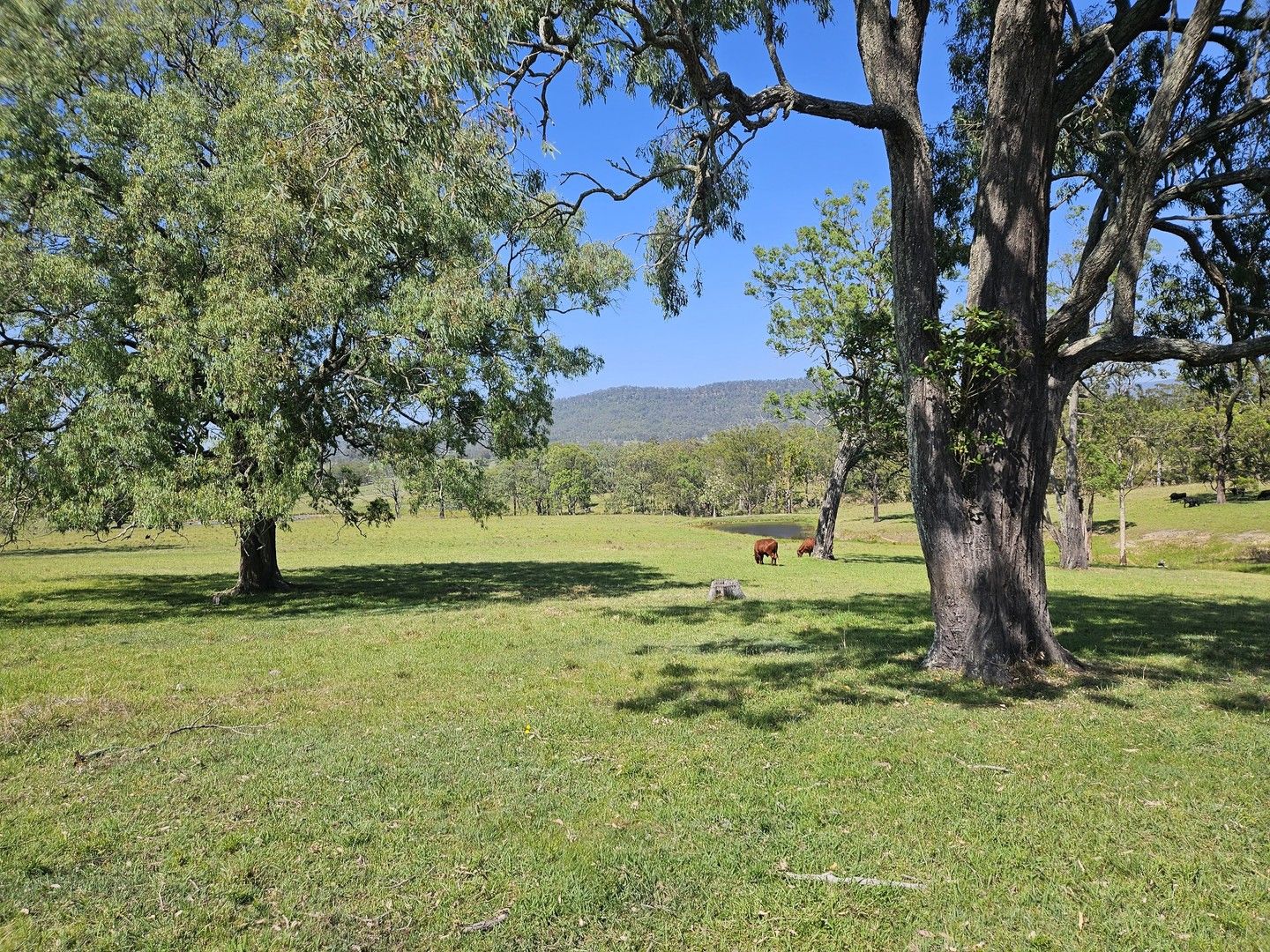 370 Torryburn rd Torryburn via, Vacy NSW 2421, Image 0