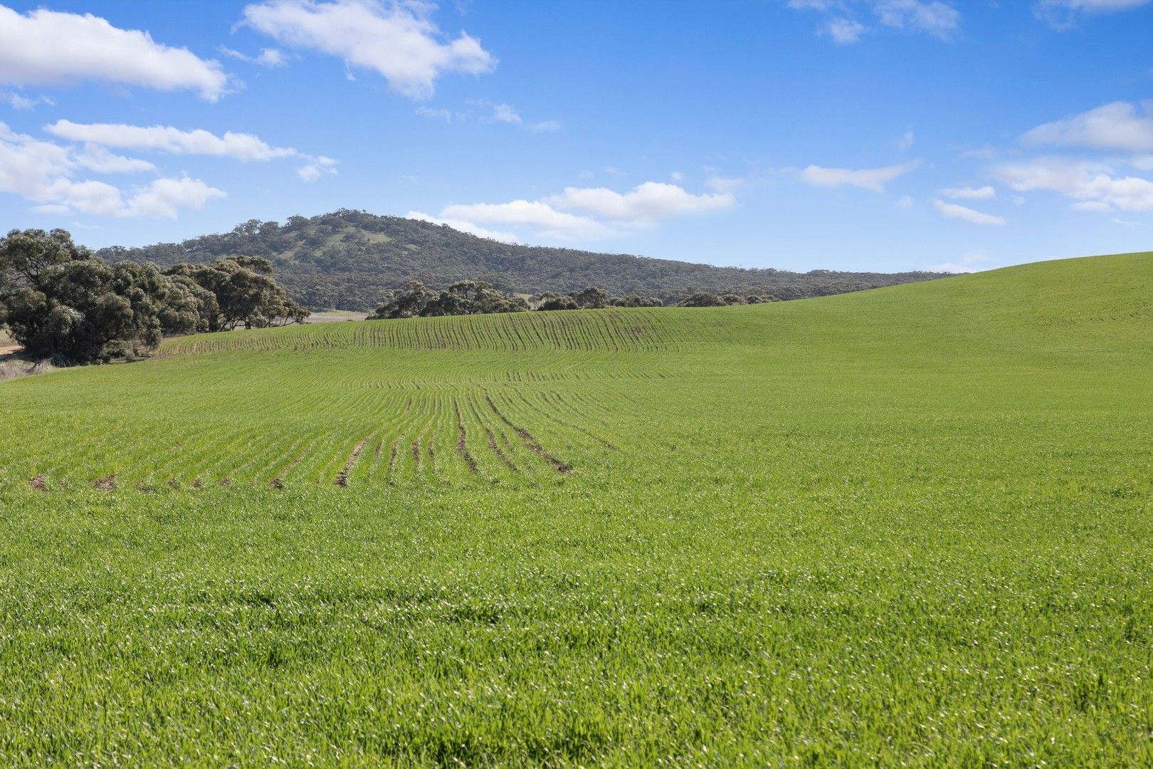 'Gum View Hills' Gorge Road, Pekina SA 5431, Image 0