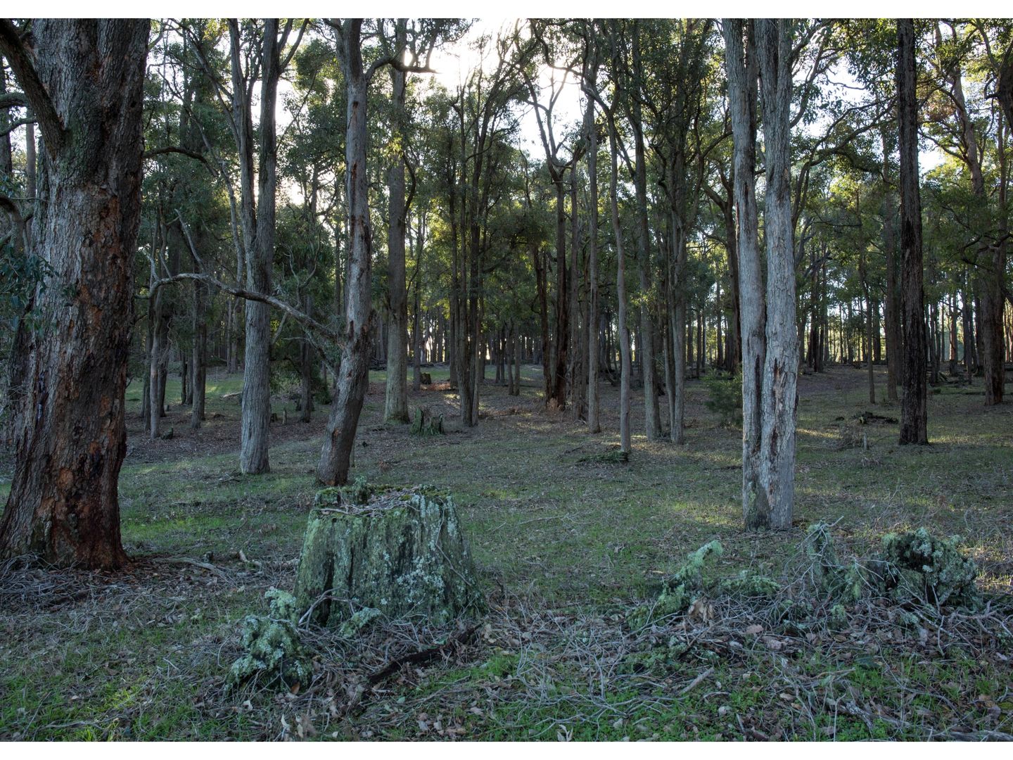 WL2638 Worsley Back Road, Allanson WA 6225, Image 2