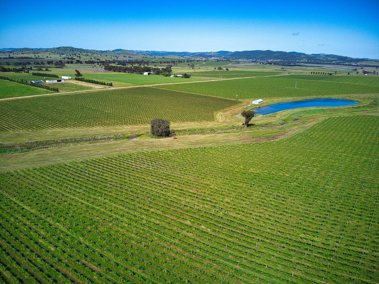 Viticulture in Shiraz Drive, GULGONG NSW, 2852