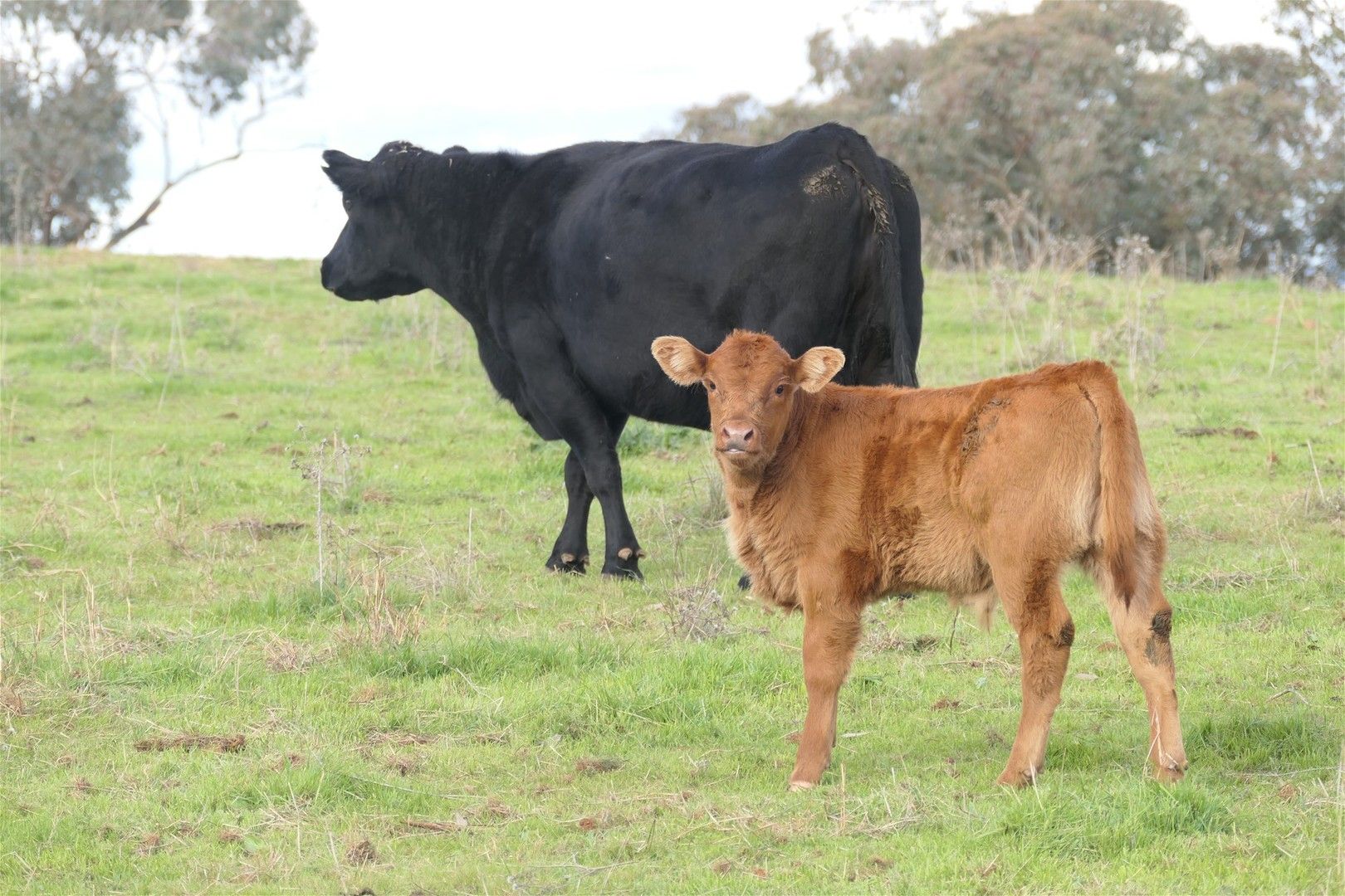 959 DARBYS FALLS ROAD, Cowra NSW 2794 Cropping Property for Sale