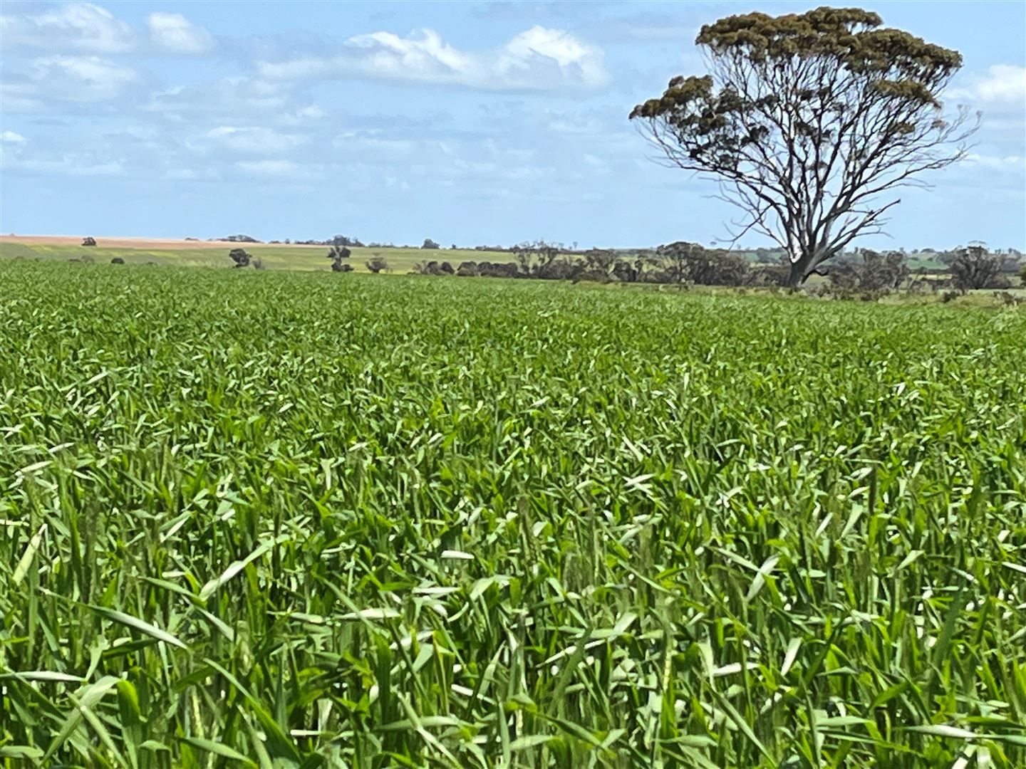 . 'Merv's' 706 ha 1744 acres, Meckering WA 6405, Image 0