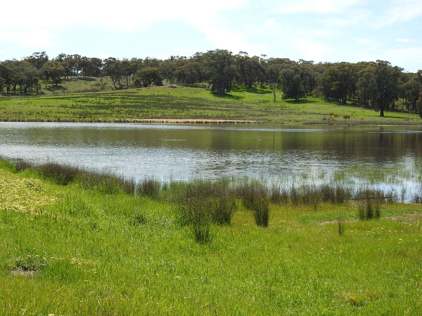 Gellibrand Tonks Road, Violet Town VIC 3669 House for Sale Domain