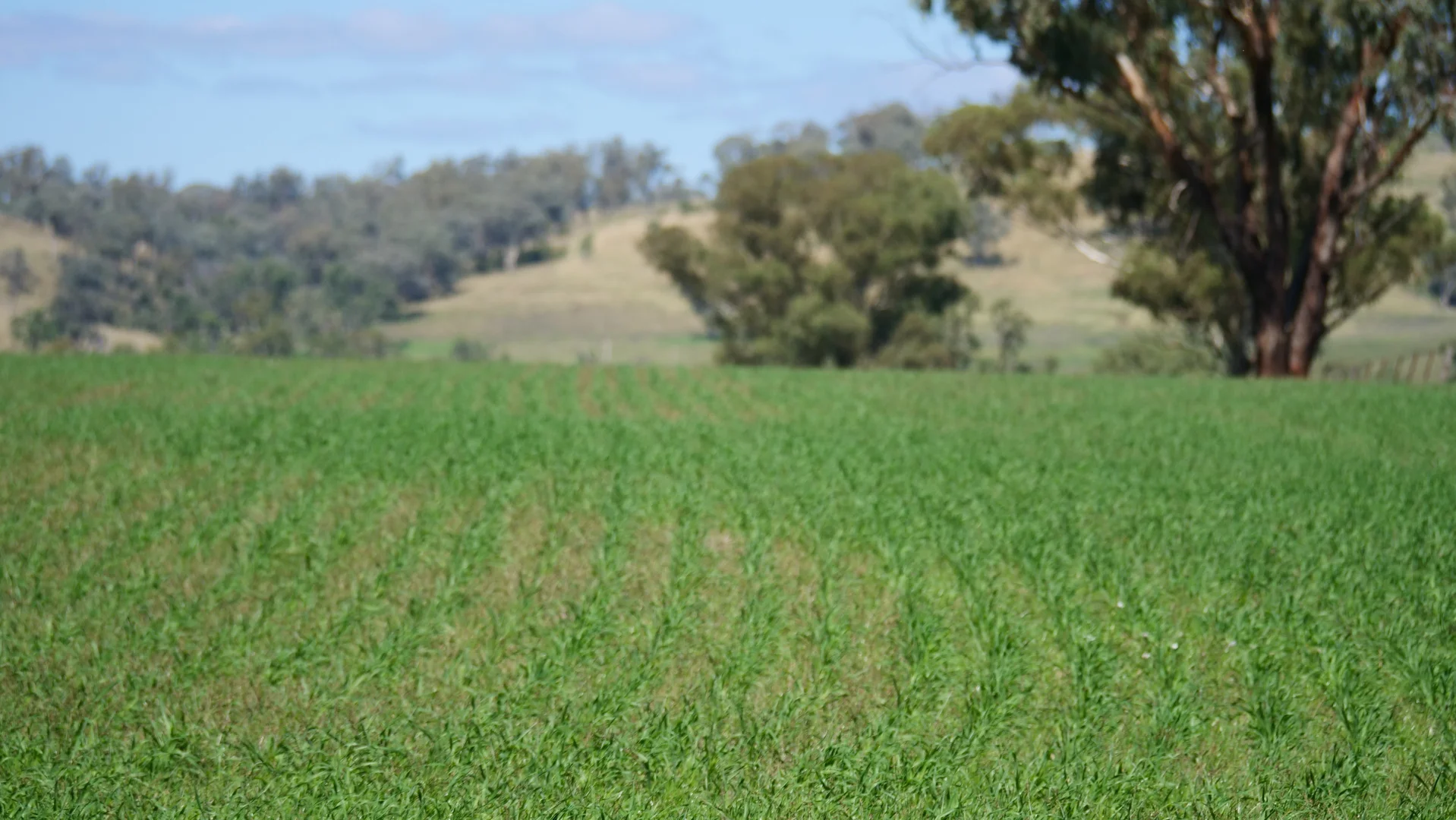 Additional image 27 of "Rivendell" 698 Woodstock Road, Inverell NSW 2360