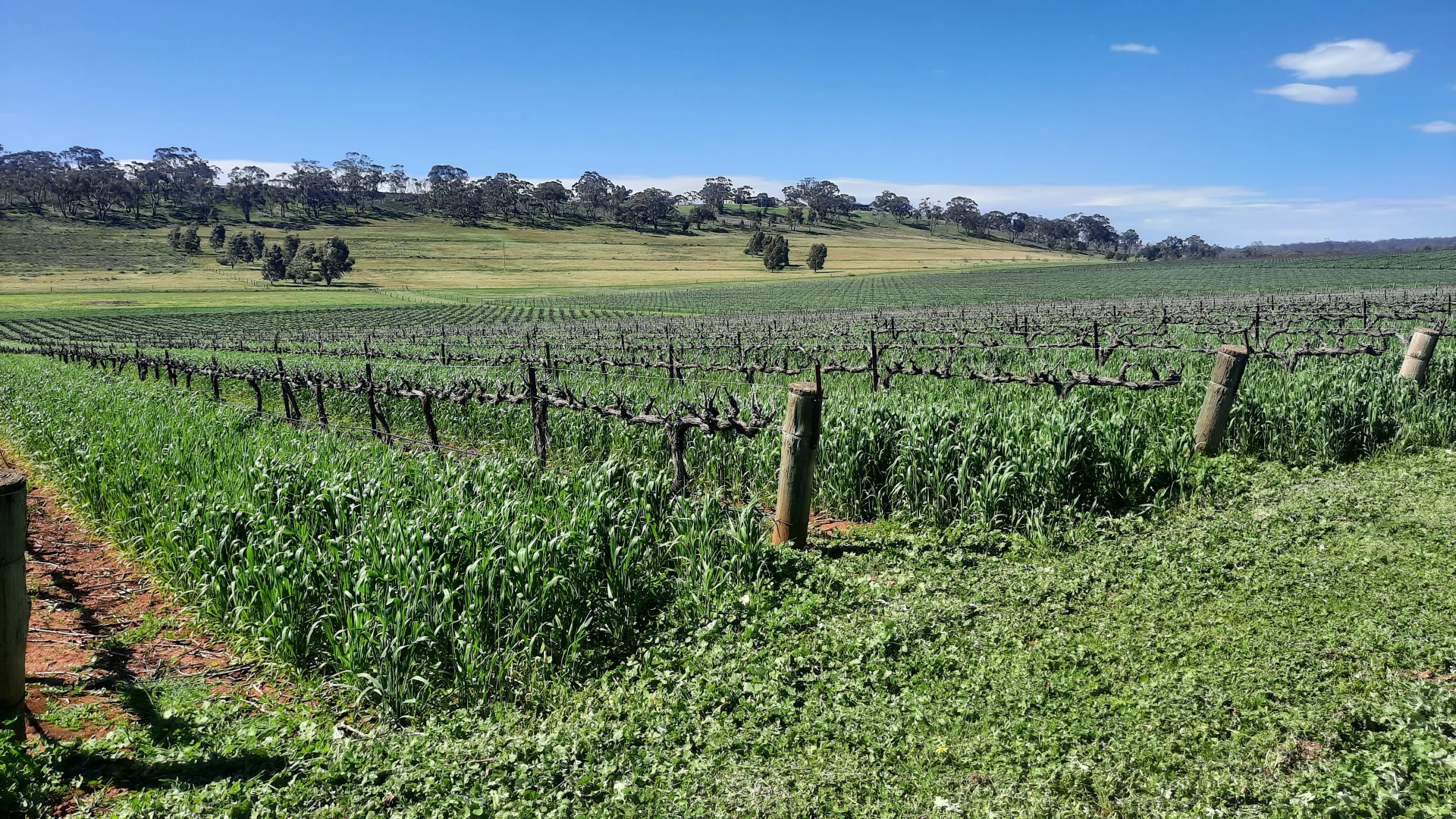 Additional image 11 of 285 Neagles Rock Road, Clare SA 5453