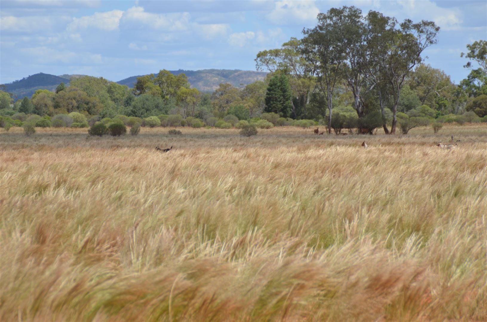 * Shuttleton, Nymagee NSW 2831, Image 0