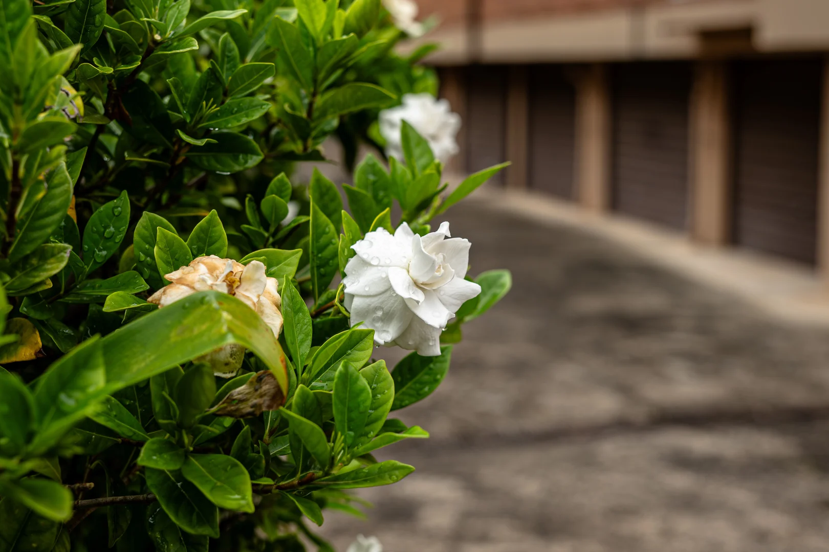 Image 12