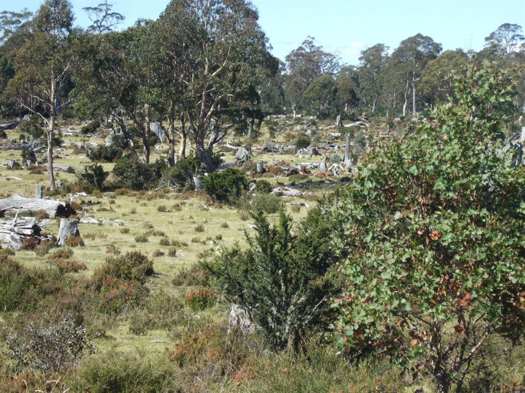 - Middlesex Plains, Cradle Mountain TAS 7306, Image 2