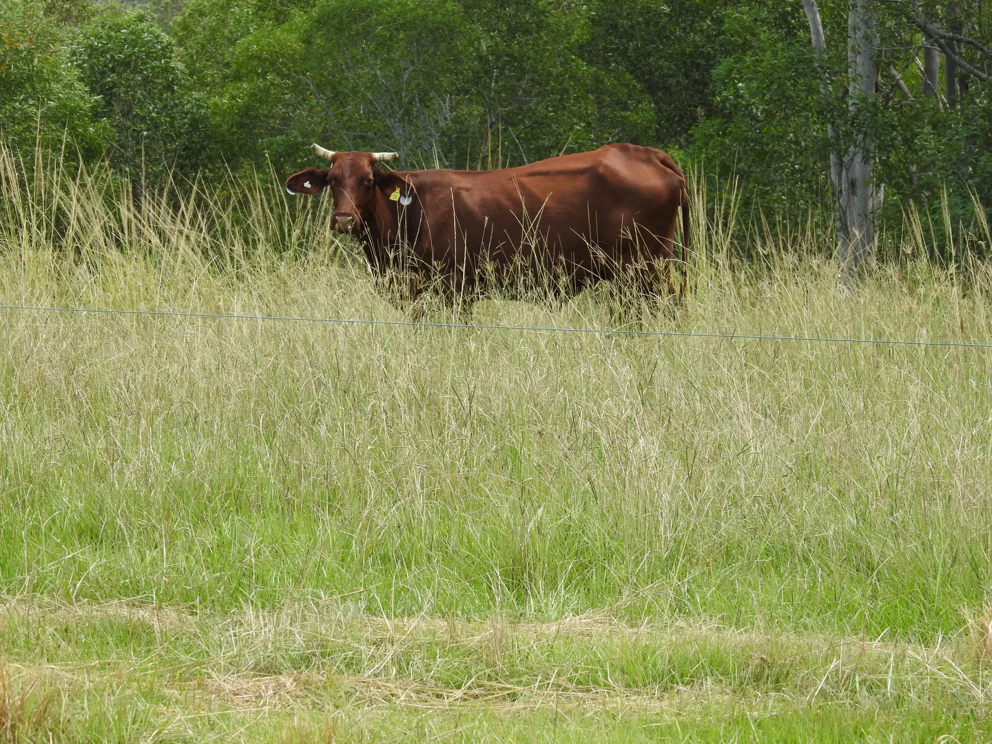 Additional image 16 of Lot 119 Ellangowan Myrtle Creek Road, Ellangowan NSW 2470