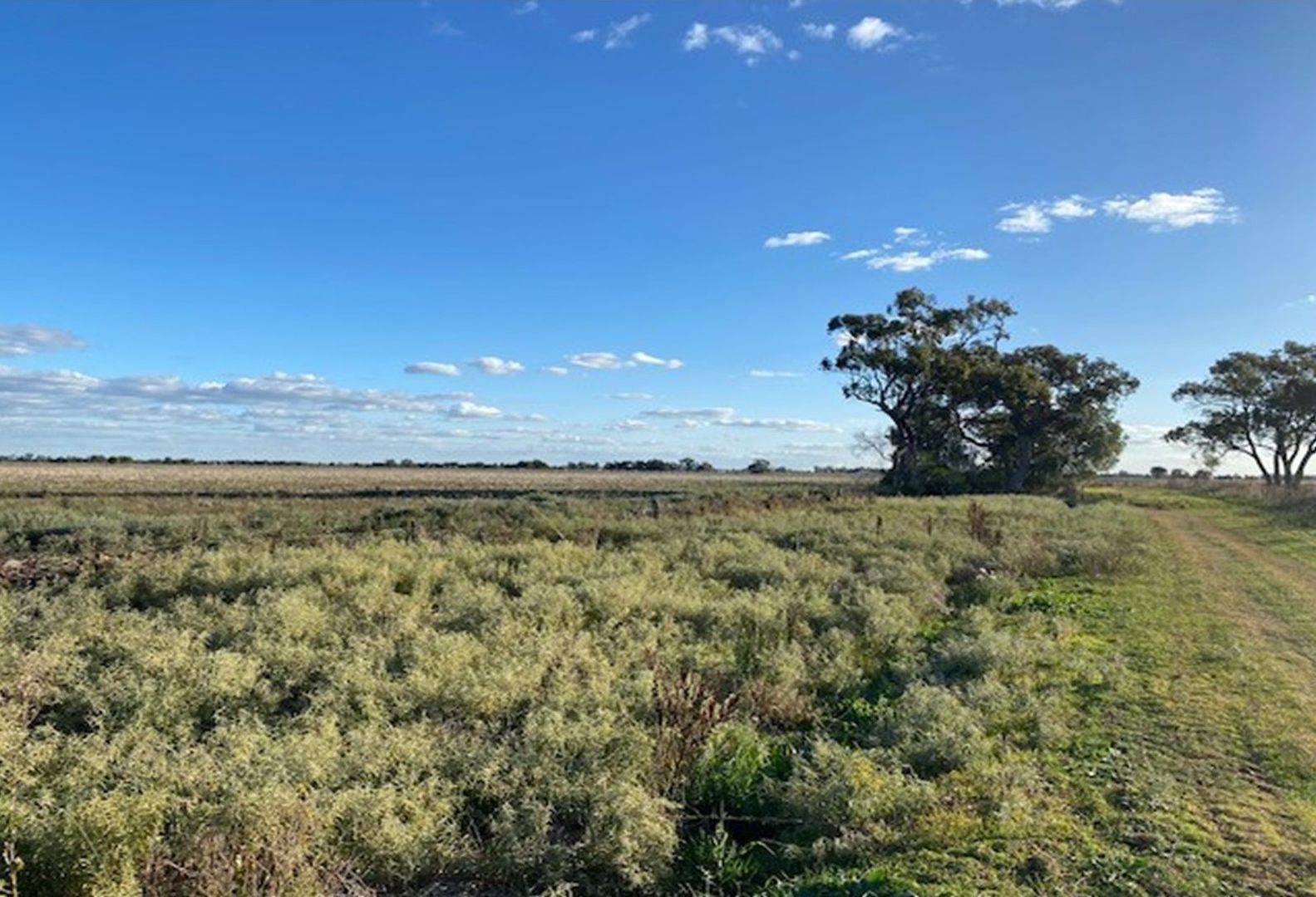 Farm 375 Maher Road, Leeton NSW 2705, Image 2