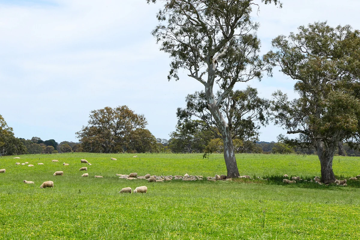 Image 15