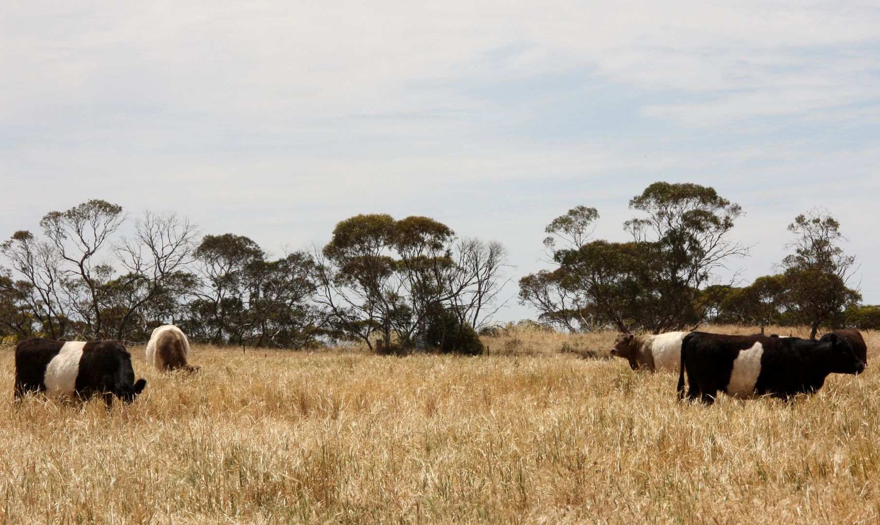 398 Martins Road, Halidon SA 5309, Image 1