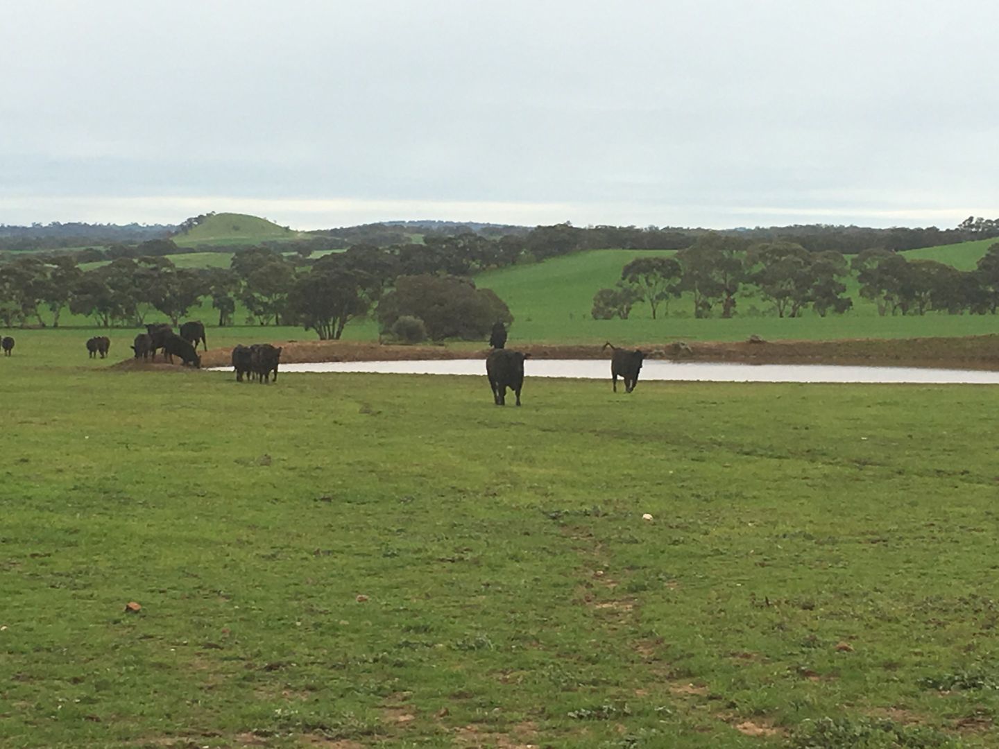 Lot 653 (Charlie's) Siebers Road, Kapunda SA 5373, Image 1