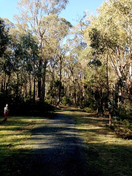 Lot 149 Dales Creek Avenue, DALES CREEK VIC 3341, Image 2