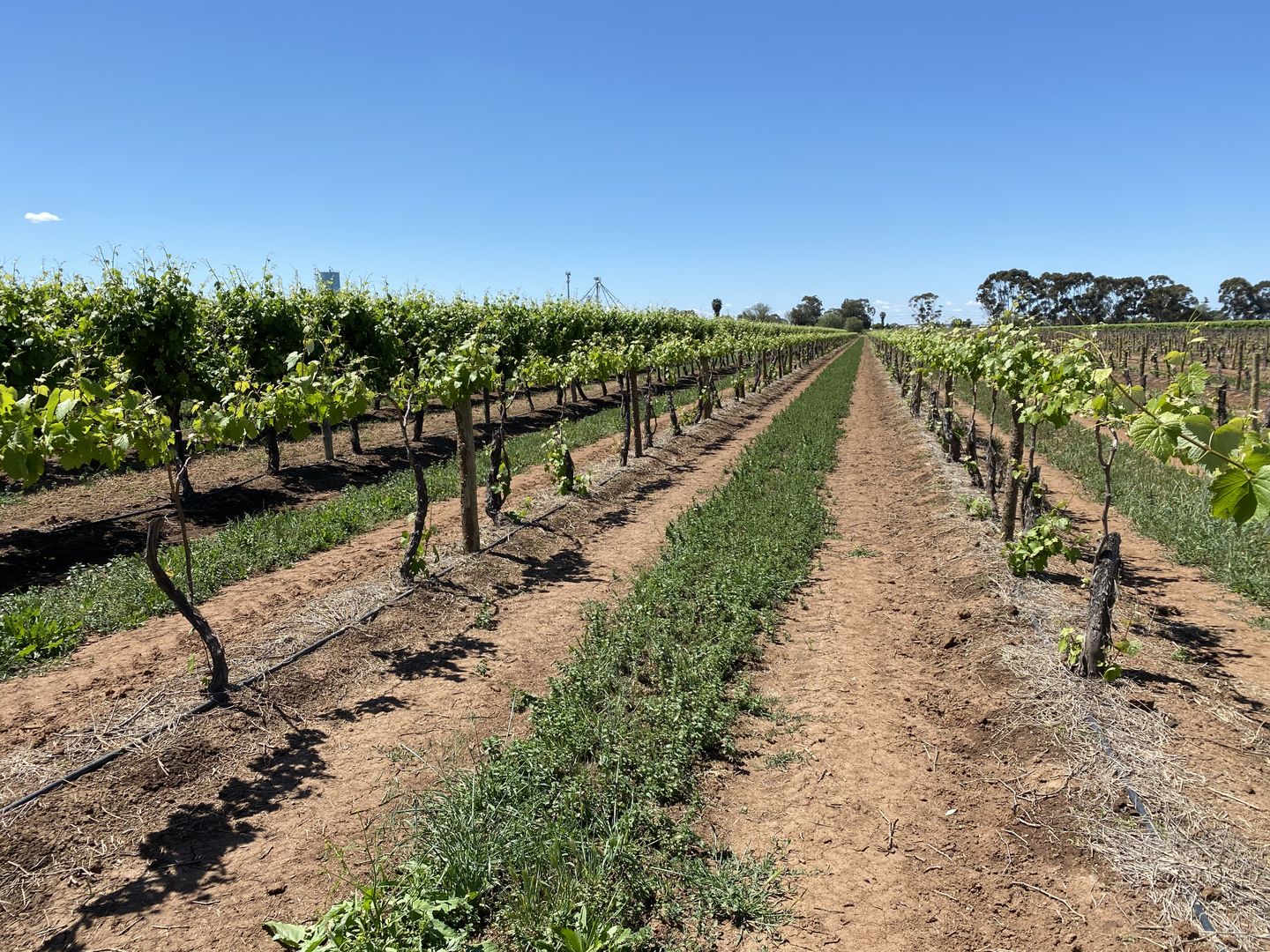 Farm 415 Yenda Road, Yenda NSW 2681 - House for Sale ...