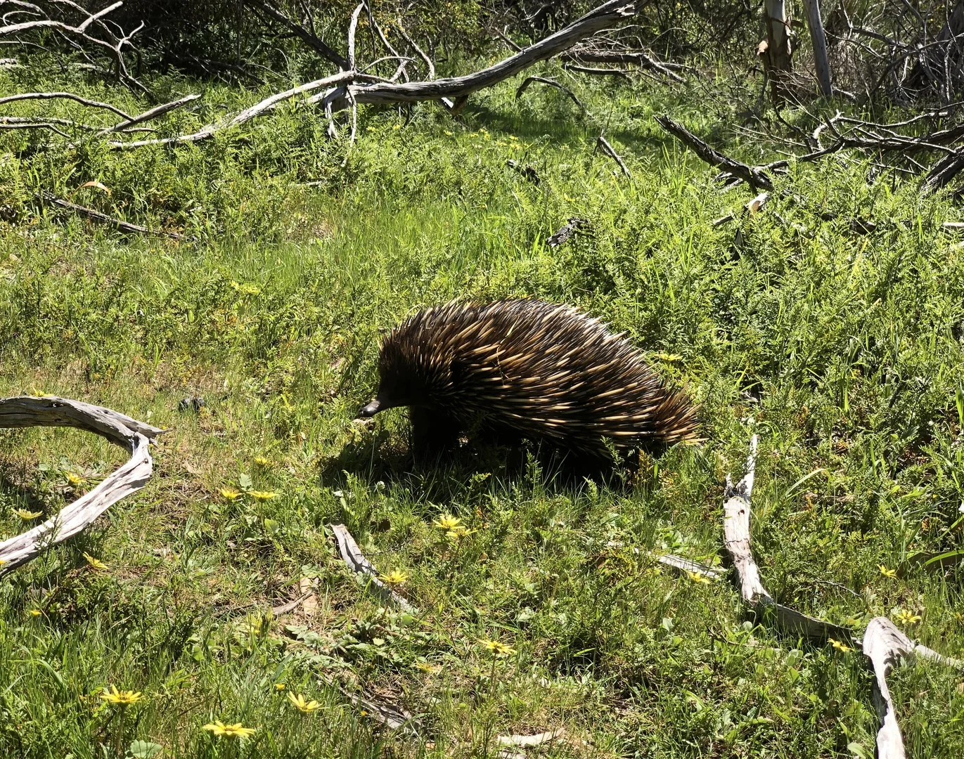 Additional image 34 of 113 Maple Lane, Hay Flat SA 5204