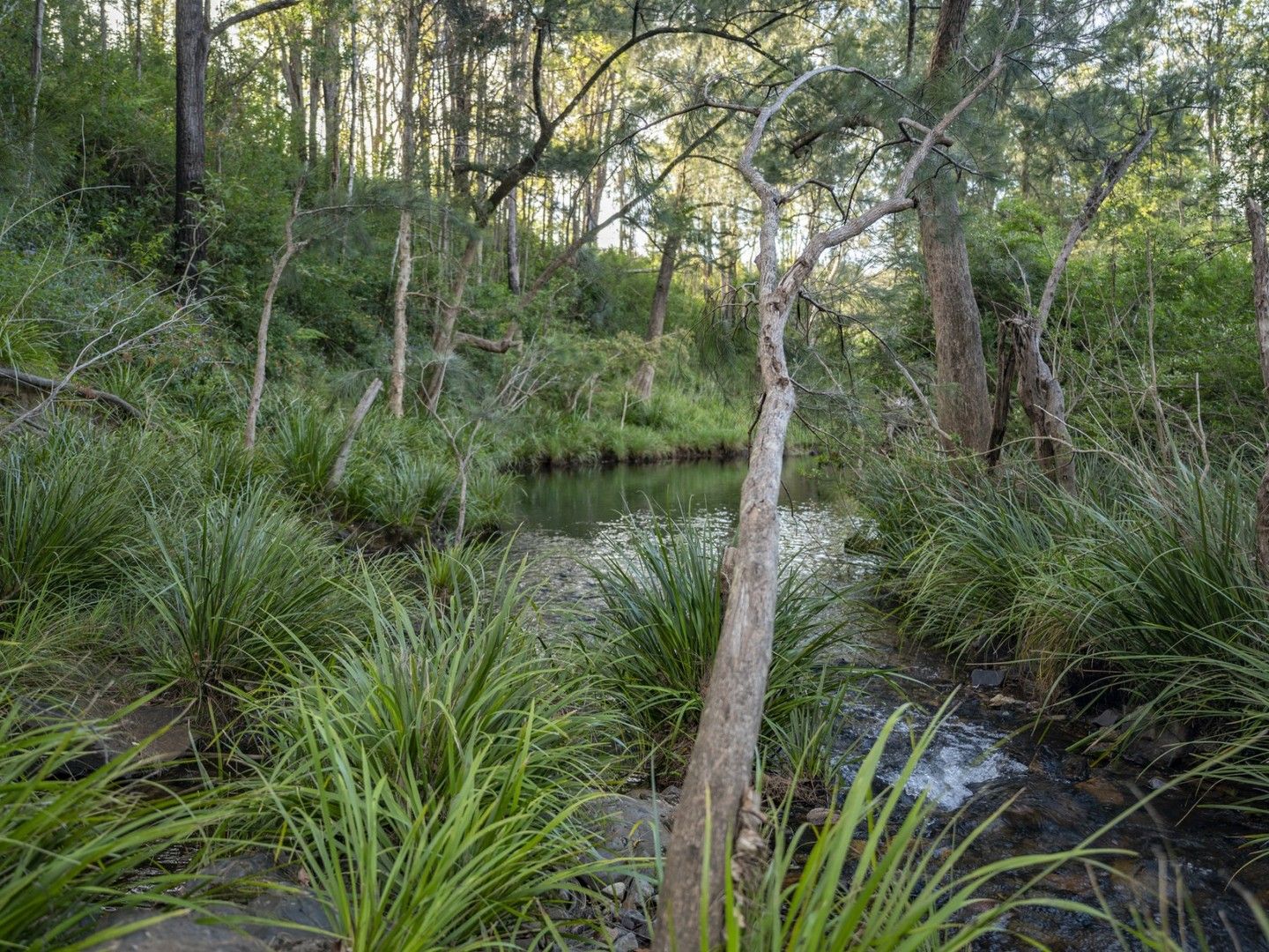 Lot 111 Shipmans Road, Glenreagh NSW 2450, Image 0