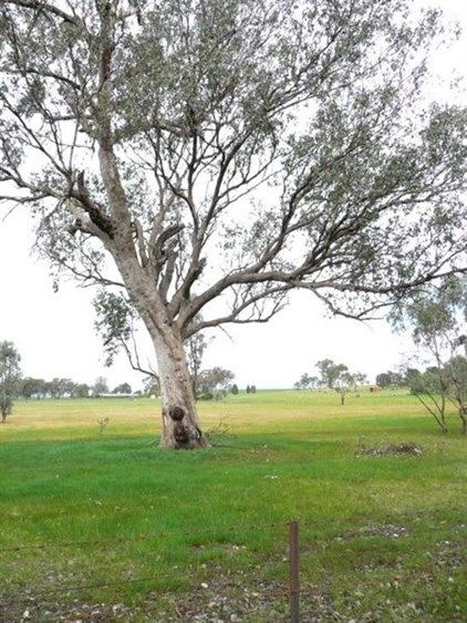 Lot 1 Thomas St, Gerogery NSW 2642, Image 0