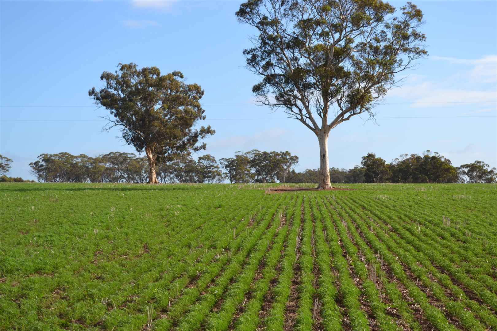 . Belmunging, Meckering WA 6405, Image 1