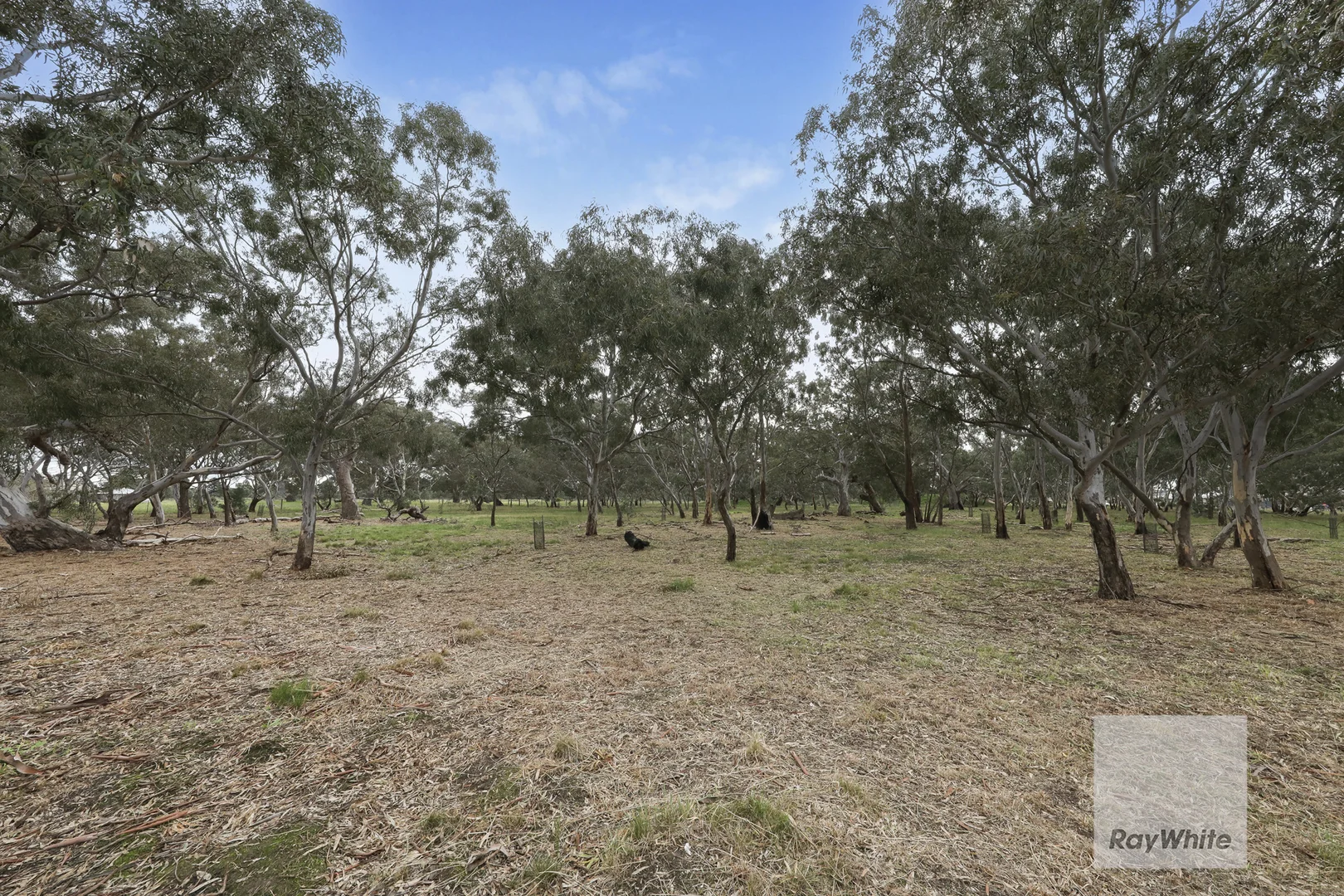 Image 15