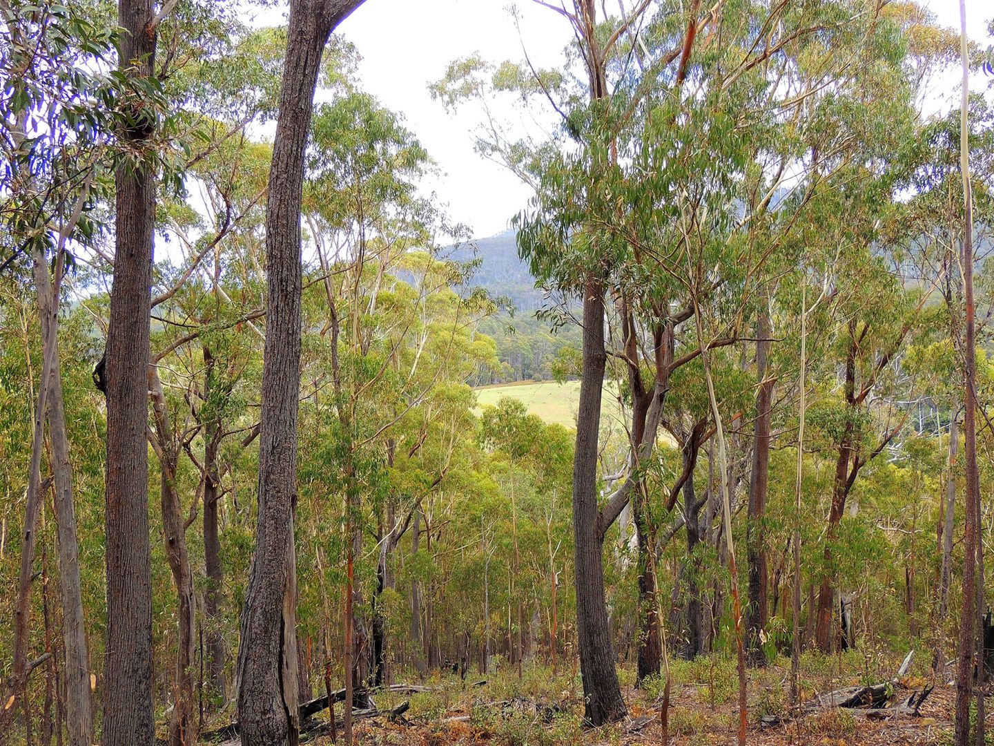 Lot 2208 Gardiners Creek Road, St Marys TAS 7215, Image 2