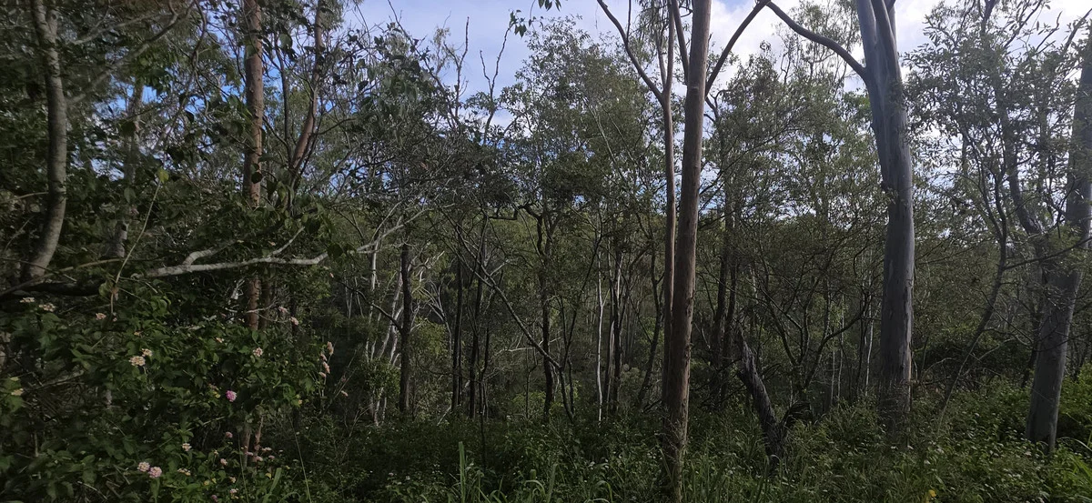 Image 19