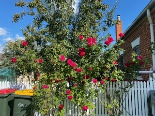 Additional image 17 of 37 Alice Street, Barraba NSW 2347