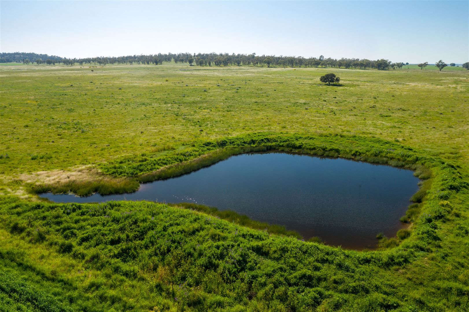 "Strathnoon"  & "Bodels", West Wyalong NSW 2671, Image 1