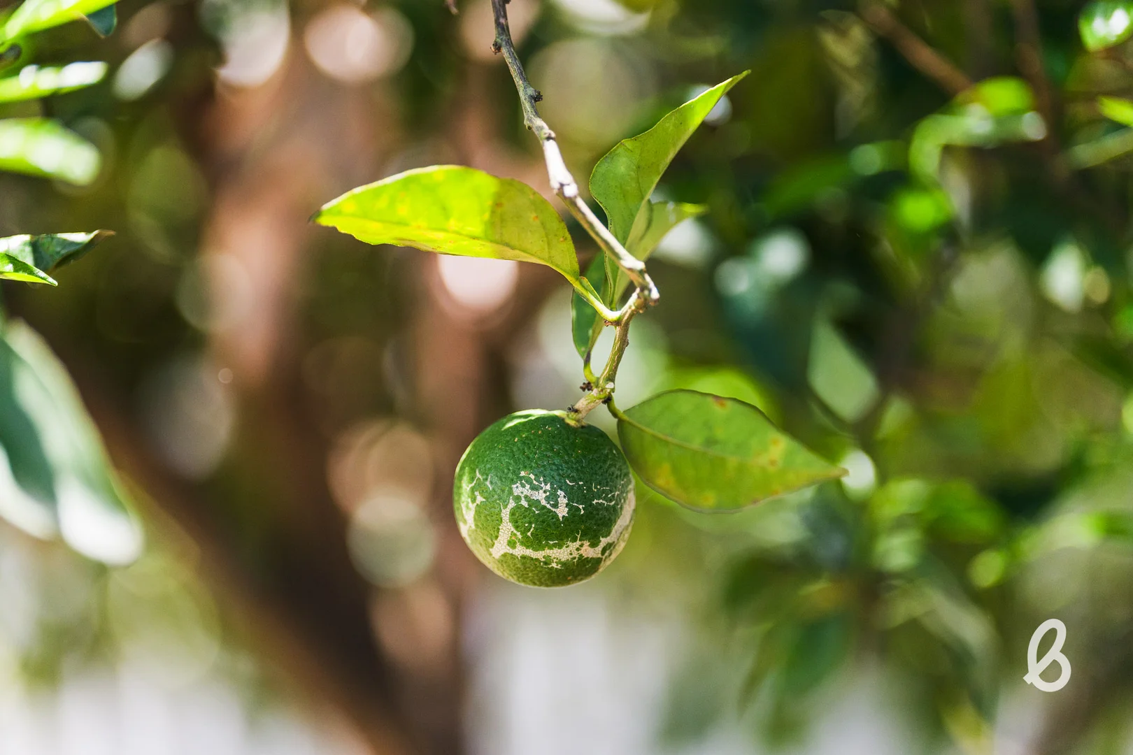 Additional image 60 of 15 Ada Street, Singleton NSW 2330