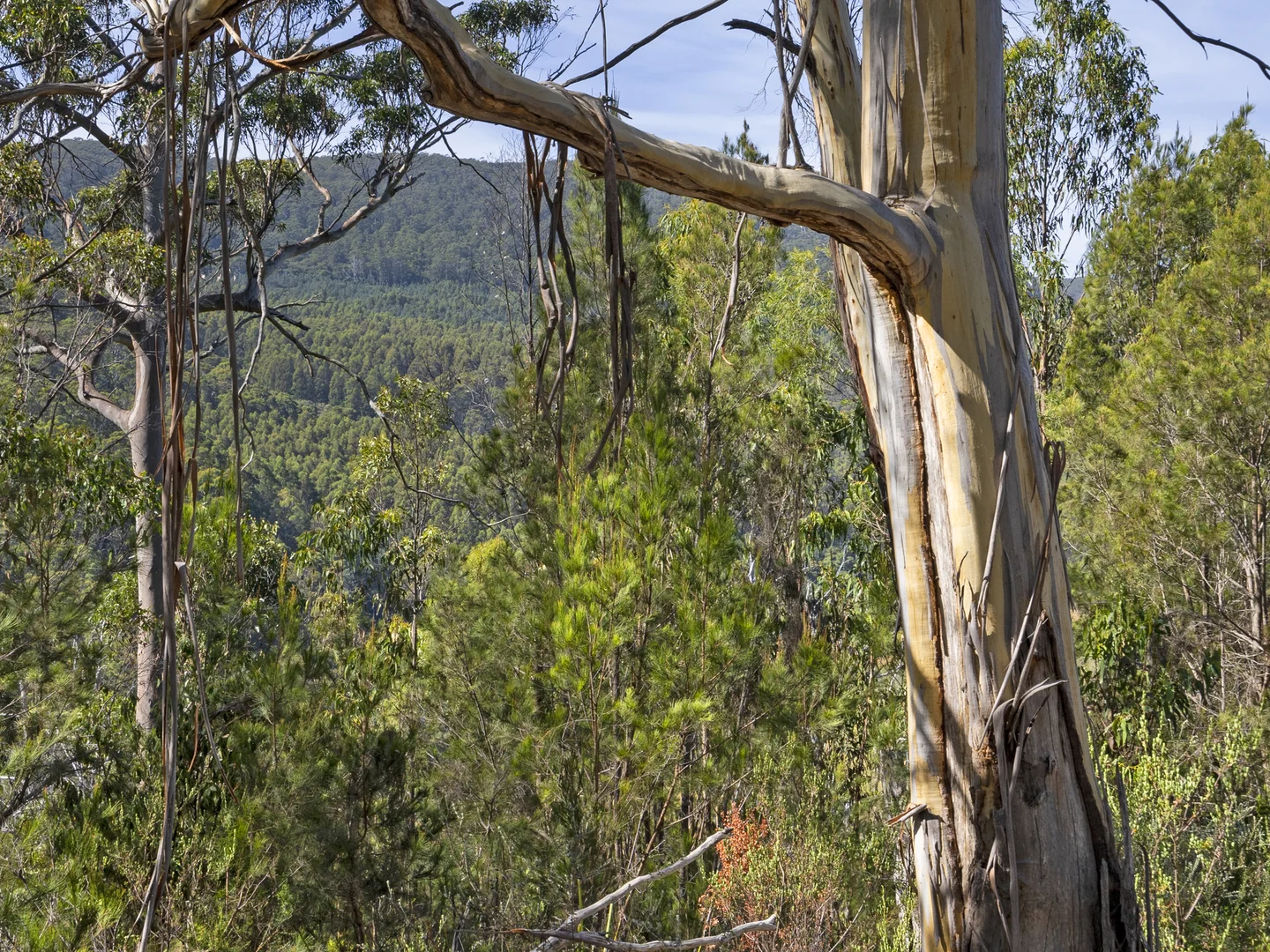 Image 15