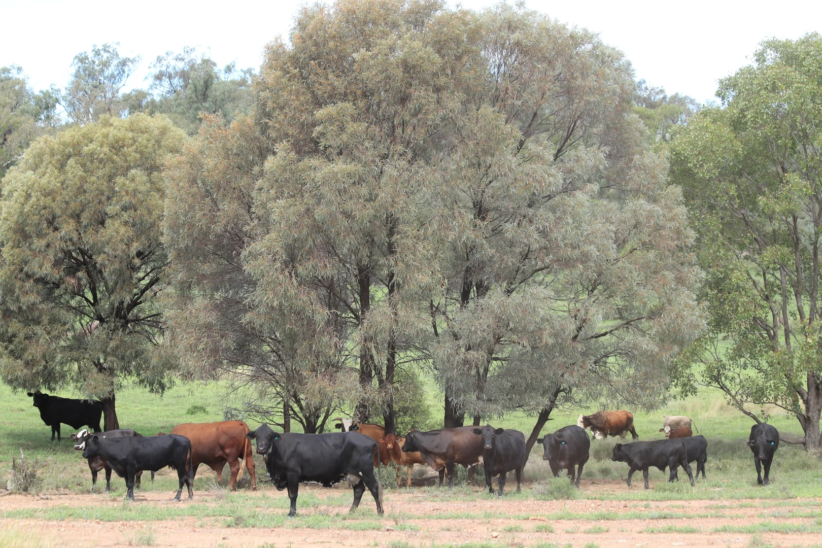 Additional image 26 of 952 Yuleba Surat Road, Yuleba QLD 4427