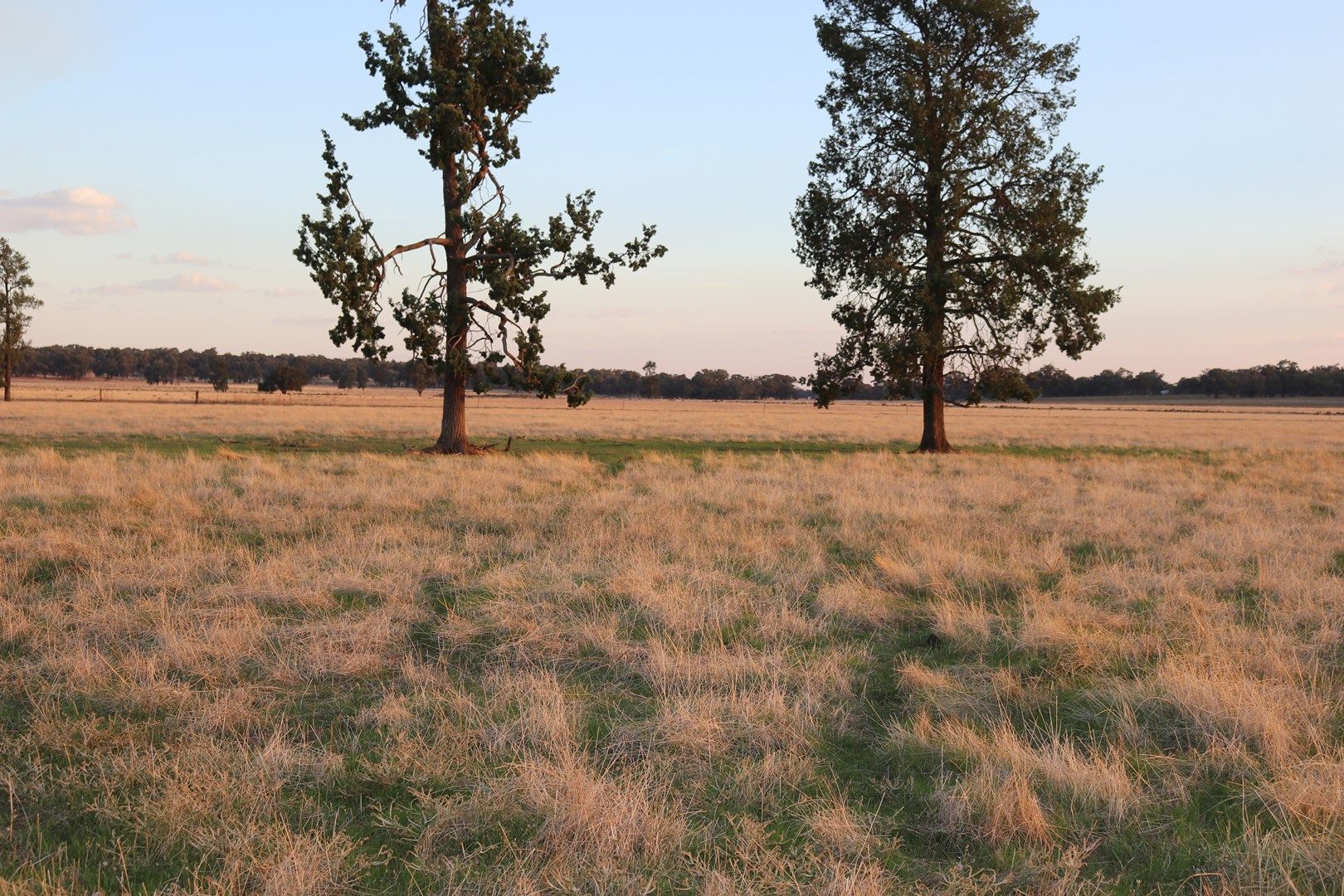 Mid Western Highway, West Wyalong NSW 2671, Image 0