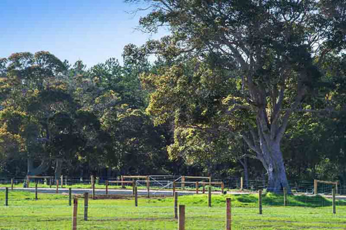 Lot 236 Sawmill Loop, Karridale WA 6288, Image 0