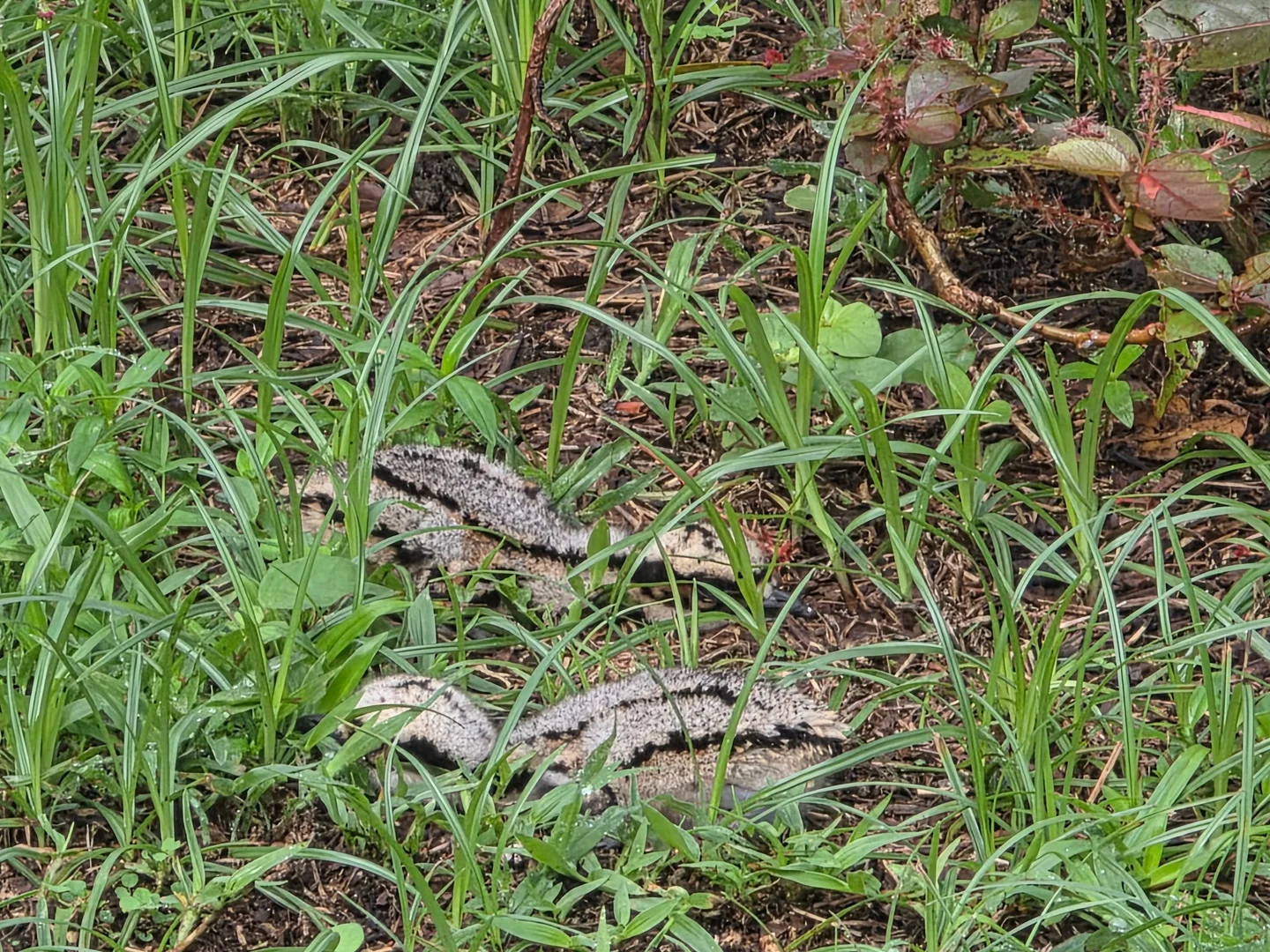 Additional image 10 of 1 Moreton Bay Street, Forrest Beach QLD 4850