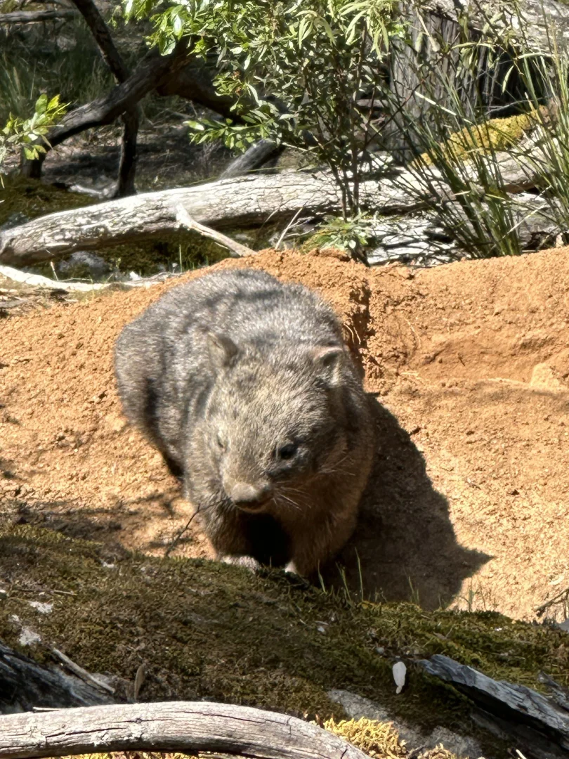 Additional image 12 of 880 Lima East Road, Lima East VIC 3673