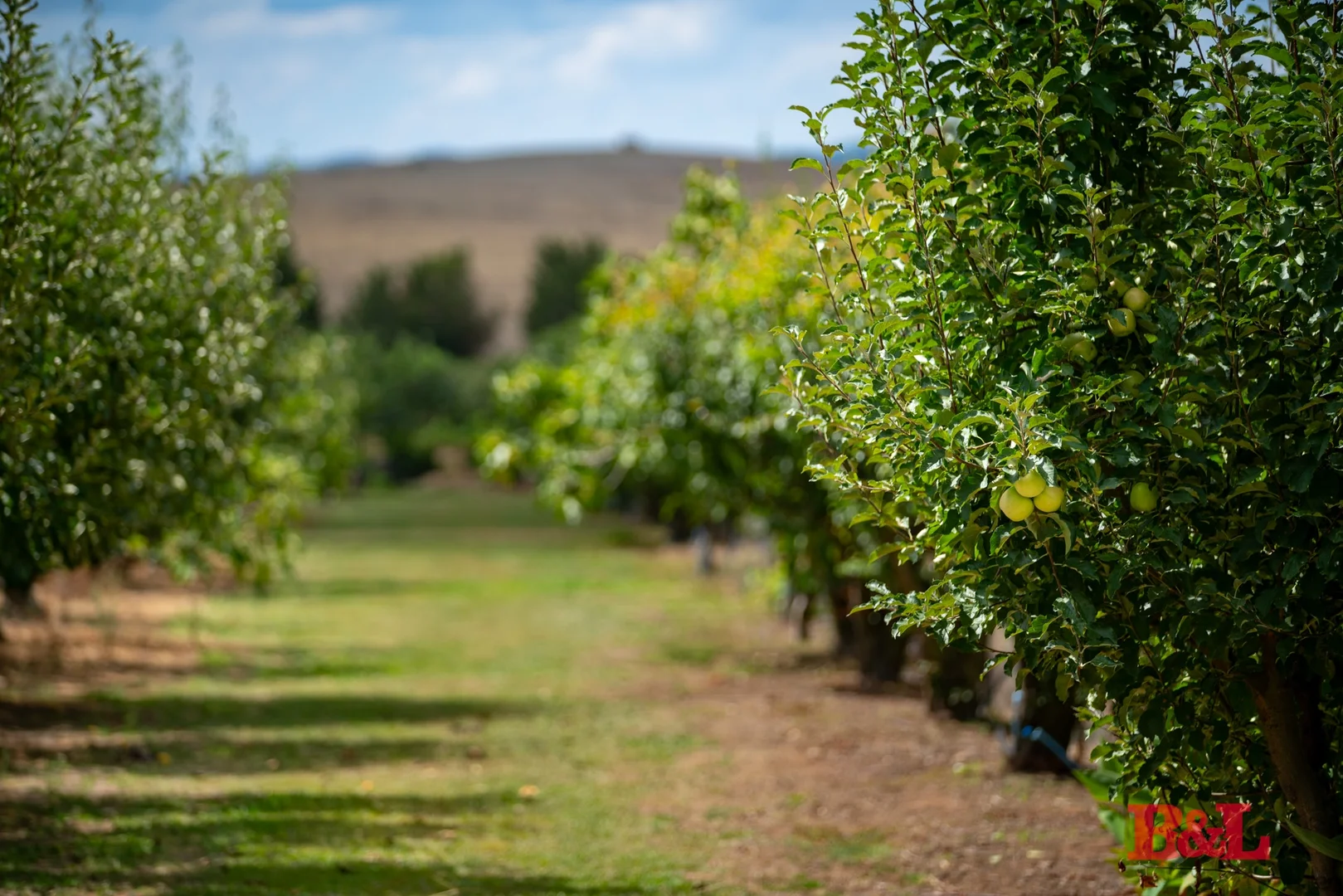 Additional image 33 of 7 Melrose Drive, Raglan NSW 2795