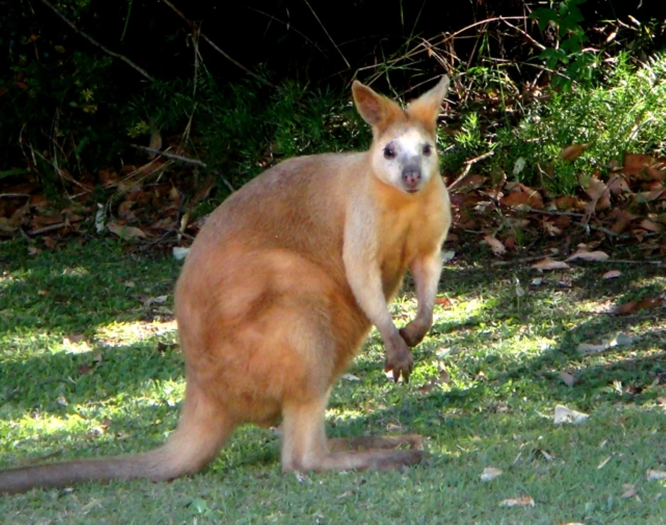 Image 15