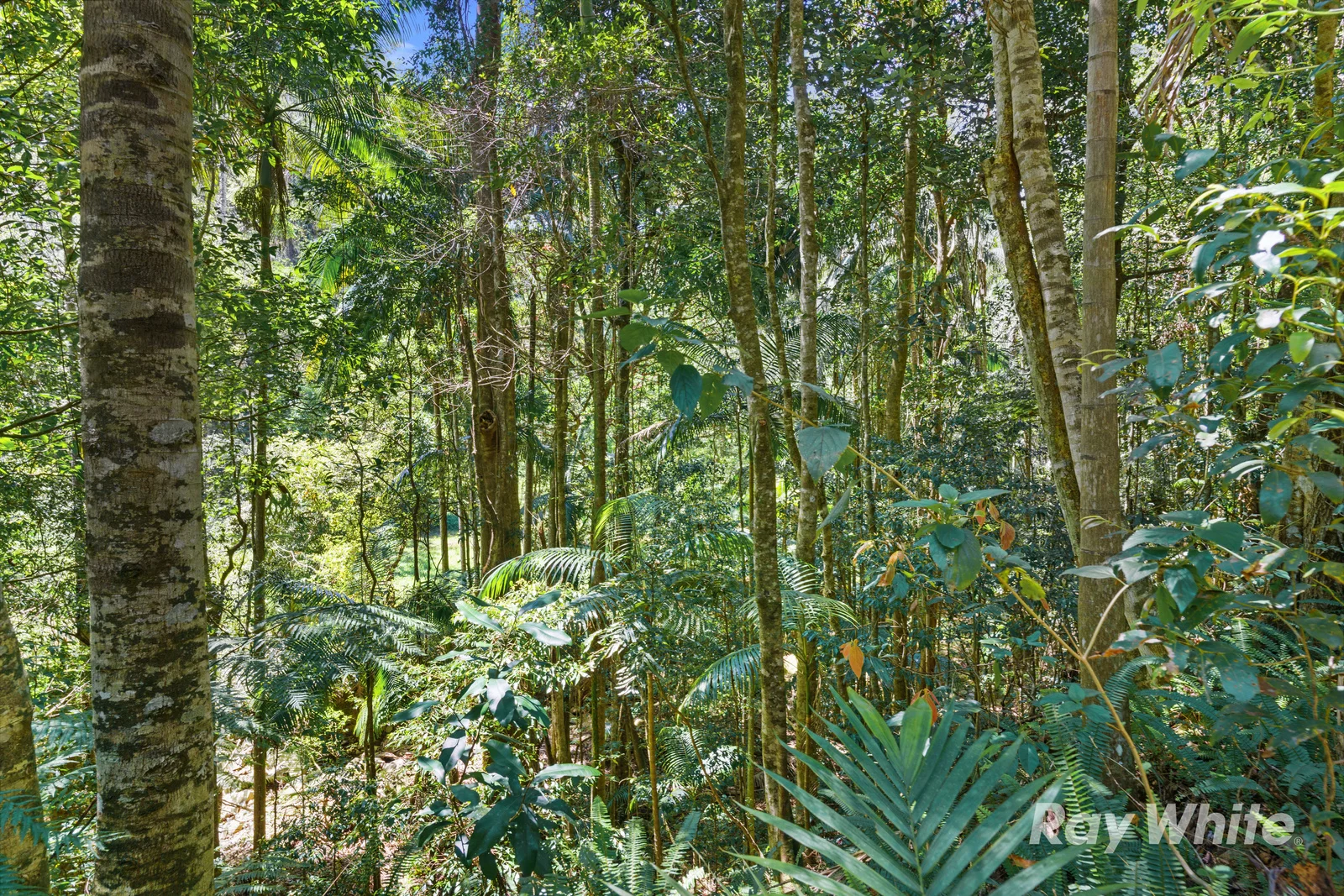 Additional image 11 of 131 Porters Road, Upper Crystal Creek NSW 2484