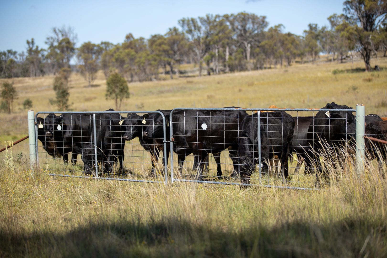 Rowena Road, Balala NSW 2358, Image 1