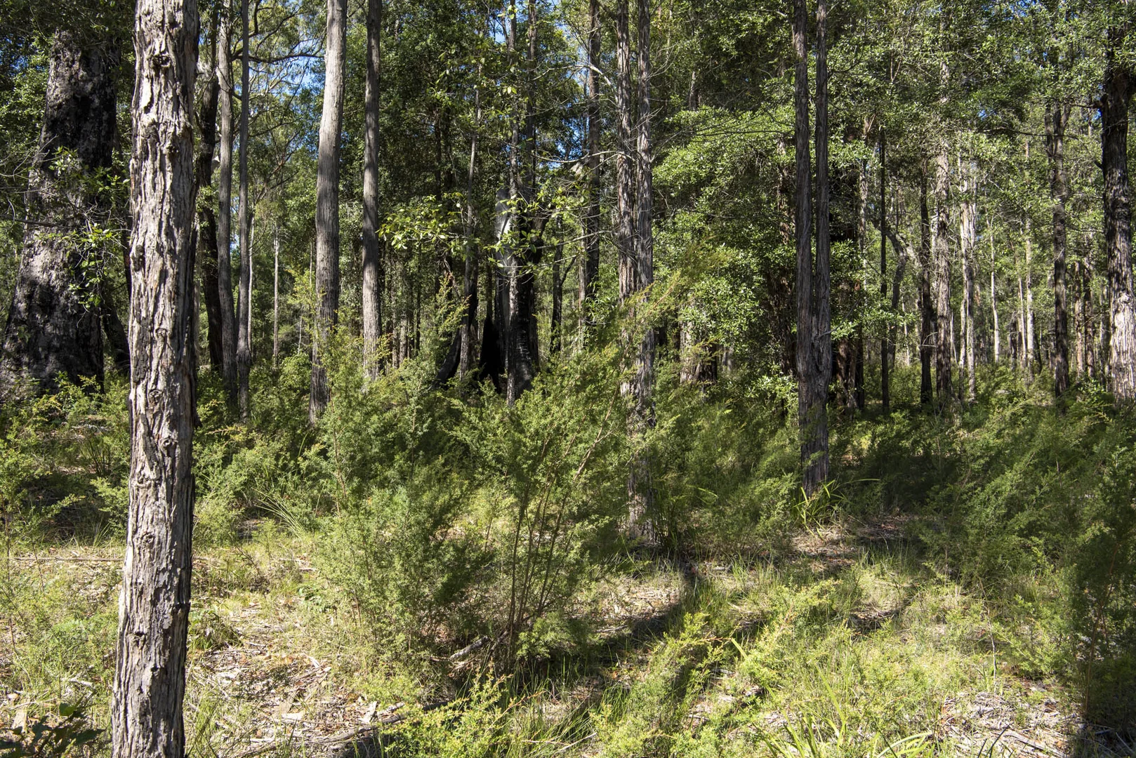 Additional image 17 of Lot 2 Parnell Road, Tomerong NSW 2540