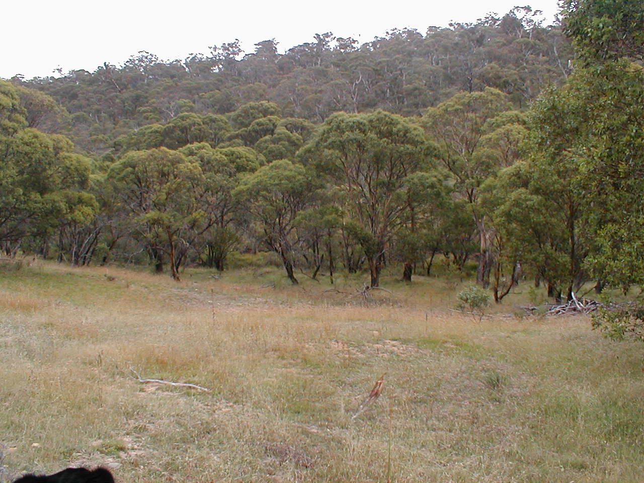 Lot 1 Nimmo Bridge, Eucumbene NSW 2628, Image 2