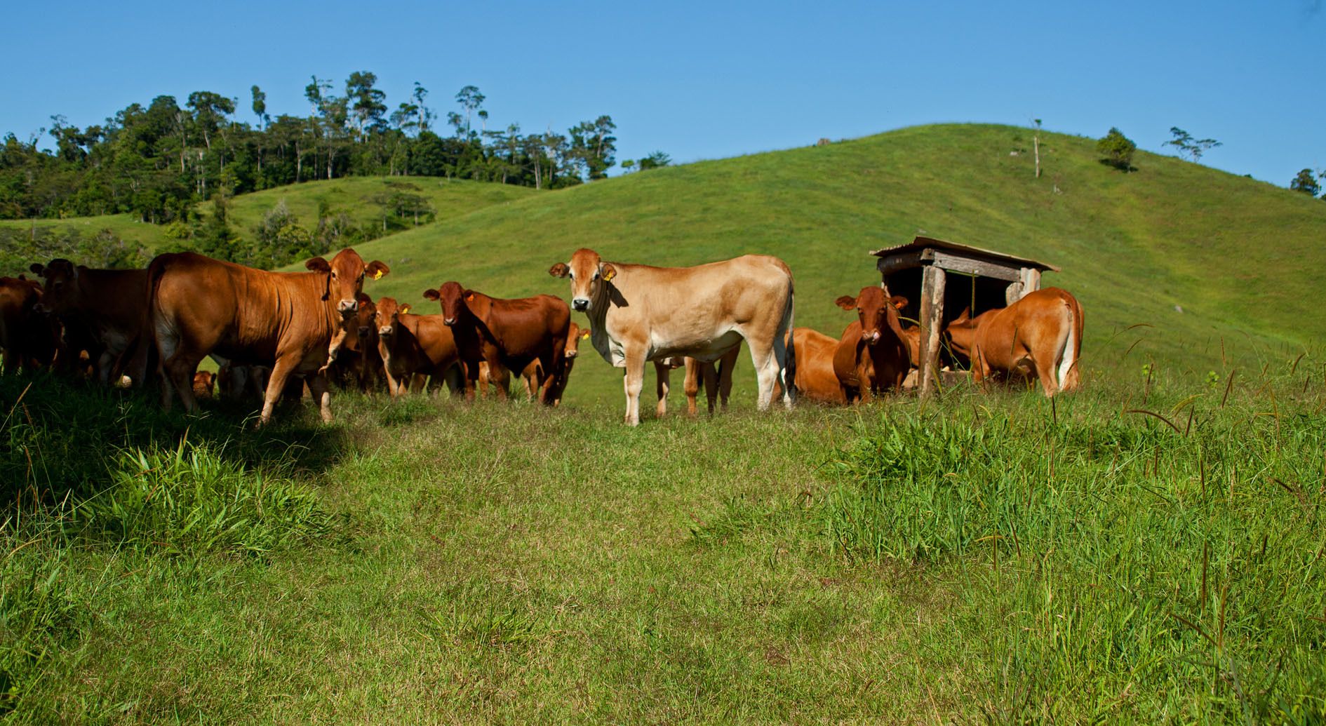 Tarzali QLD 4885, Image 0