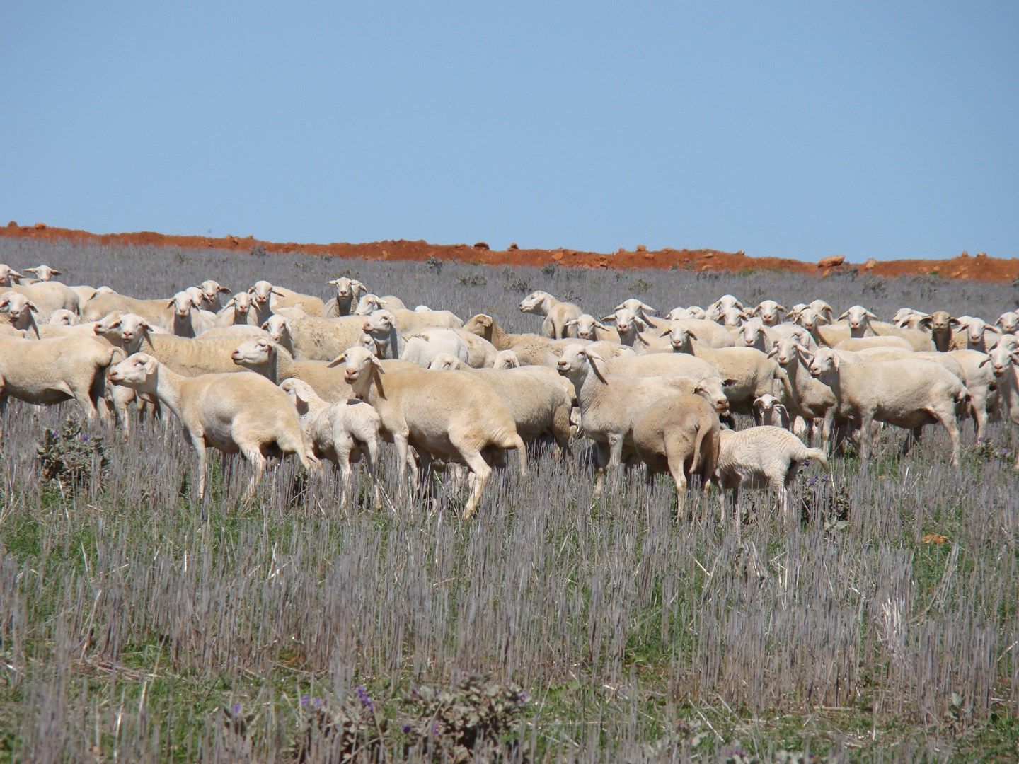 Combined Lots GRANDVIEW AND HARMANS FARMS, Morawa WA 6623, Image 0