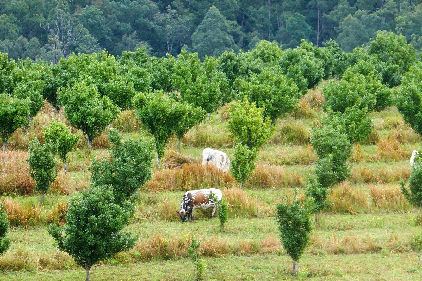 1306 Collins Creek Road, Kyogle NSW 2474, Image 0