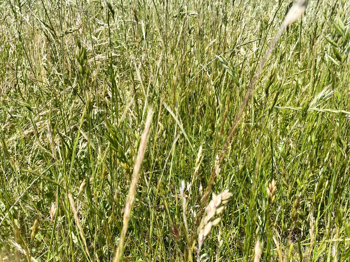 Image 20
