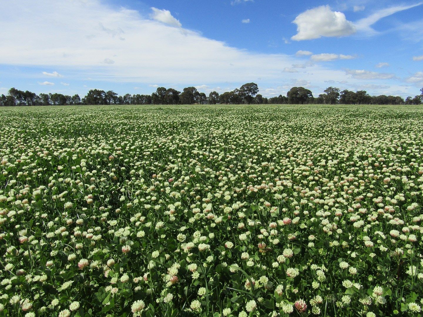 Sold Lot 2 Boorhaman-Springhurst Rd, Springhurst VIC 3682 on 03 Jan ...