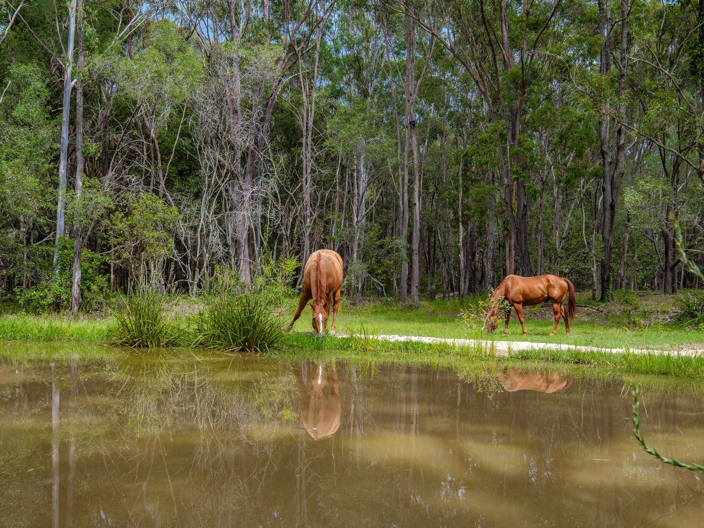 573 Gympie-Woolooga Road, The Palms QLD 4570, Image 1