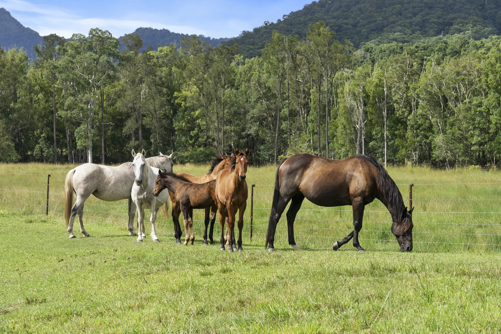 Additional image 29 of 160 Upper Crystal Creek Road, Upper Crystal Creek NSW 2484
