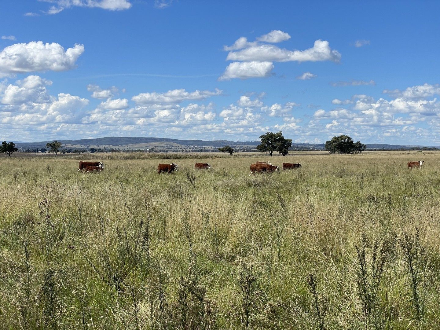 'Boston' Castlereagh Highway, Birriwa NSW 2844, Image 0