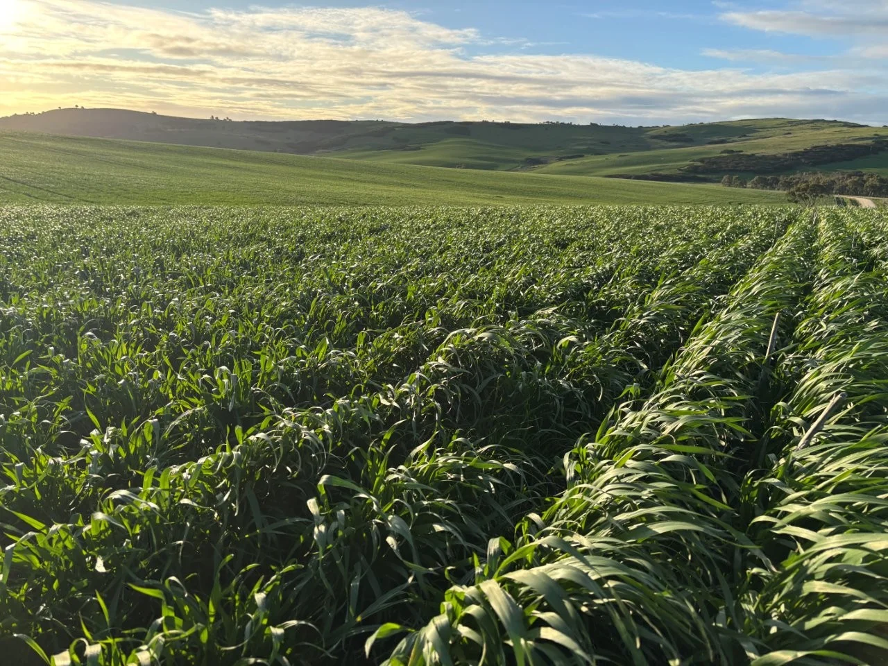 Image 30
